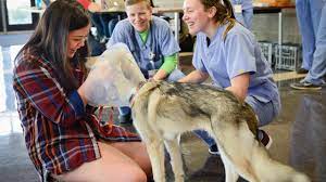 The visits were recommended by our vet and it was well worth it. Uc Davis Veterinary Hospital Seeks Volunteers School Of Veterinary Medicine