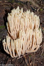 Image result for Ramaria stricta