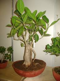 Banyan and pipal (aswatha) are sacred trees; Bonsaifarms Blog Final Quest For All Bonsai Needs