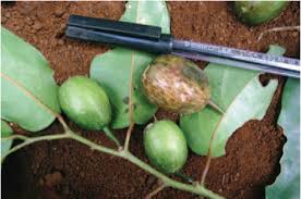 Image result for Strombosiopsis