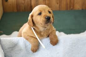 Professional breeders of f1, f1b & multigen, mini & medium goldendoodles. Brenda Puppy Mini Labradoodle For Sale Near Auburn Indiana In 2021 Labradoodle Puppies For Sale Labradoodle For Sale Mini Labradoodle Puppy