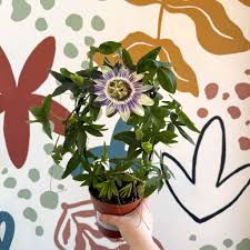 Image result for Passiflora caerulea