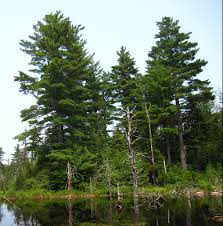 Image result for Pinus