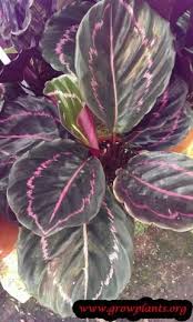 Calathea Roseopicta Plants Grown In Water Calathea Plant Shade Plants