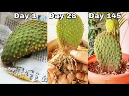 Obviously the information in this video is also. Pin On Gardening Is Fun