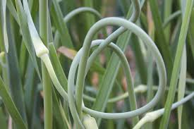 Plus, learn what to do with your garlic scapes! Carson Arthur It S Time To Harvest Those Garlic Bulbs Homes Lifestyles Cape Breton Post