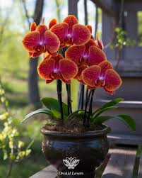 Orchids Tips and Tricks