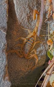 Big Black Bug With White Stripes Arachnids Striped Scorpion Photographed With A Combination Of White Fill Light And Black Light C 2013 Dancin Arachnids Cool Pictures Caterpillar Insect