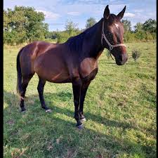 Find Your Horse | cheval a vendre, poney et bien plus encore !