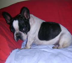 . zeit zu zeit ein neues zuhause, sprich eine grössere muschel, suchen. Franz Bulldogge Bully Sweety Notfall Hundin Zuhause Gefunden Tierfreunde Helfen Tieren In Not E V Happy Ends Archiv Von Zergportal De