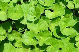 Jenis mata pisau pada mesin pemotong rumput juga tidak kalah penting. Jangan Dicabut 6 Jenis Rumput Liar Ini Berkhasiat Untuk Kesehatan Ada Putri Malu Dan Pegagan Portal Jember