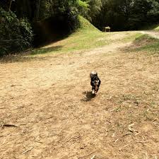 九十九里 茂原エリアの愛犬と行けるおでかけスポット レストラン13選 Doghuggy