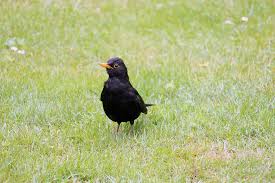 As part of your regular gardening efforts, make sure to remove wild berries and prune holly trees and bushes. How To Get Rid Of Blackbirds From Your Garden Garden Bird Feeder