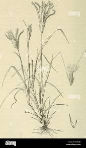 Image result for Chloris pycnothrix