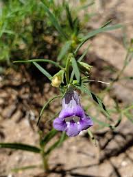 Image result for Anticharis