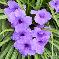 Check spelling or type a new query. Katie S Dwarf Ruellia Neil Sperry S Gardens