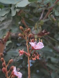 Image result for Baikiaea