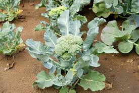 We did not find results for: How To Plant And Grow Broccoli