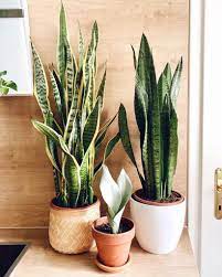 What gives the snake plant its name? 7 Indoor Plants That Give Life To Your Interior Design