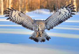 My cat has loose stools with change of wet can food why and i heard goat milk helps bowels ? Do Barred Owls Eat Cats Review At Cats Addlab Aalto Fi