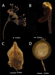 Image result for Memecylon sp. D