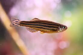 We did not find results for: Caresheet Zebra Danio Danio Rerio Aquariadise
