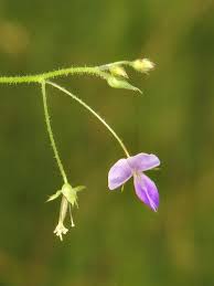 Image result for Grona setigera