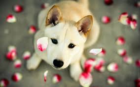 A desktop wallpaper is highly customizable, and you can give yours a personal touch by adding your images (including your photos from a camera) or download beautiful pictures from the internet. Cute Dog Wallpaper Enjpg