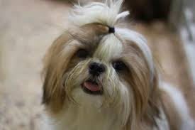Here at teacups, puppies and boutique, we've been carrying imperial shih tzus and tiny type shih tzu puppies for sale in south florida since 1999! Shih Tzu Dog Breed Price In India