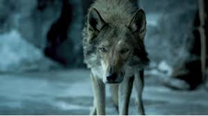 This cute puppy is lost and he's looking for his mother. Best In Shows The 100 Most Iconic Dogs In Movies Paste