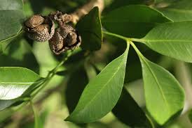 Image result for Vepris