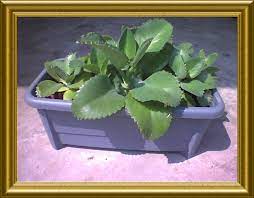 Savesave daun setawar for later. Pokok Setawar Wikipedia Bahasa Melayu Ensiklopedia Bebas