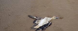 In china infiziert sich ein mann mit der vogelgrippe des typs h10n3. Fli Geflugelhalter Sollten Sich Auf Vogelgrippe Zug Vorbereiten Agrarheute Com