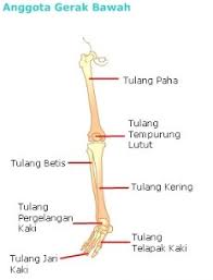 Kerangka Manusia Fungsi Bagian Bagian Rangka Serta Penjelasannya Manusia Anatomi Kedokteran