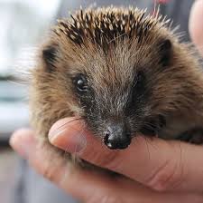Animal jam is an online playground filled with fun and adventure for kids who love animals and the outdoors! Hedgehog Vs Porcupine Study Com