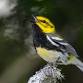 Rangeley Birding Festival 2026