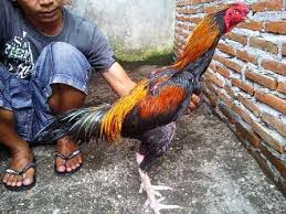 Informasi Harga Ayam Pakhoy Januari 2021