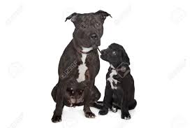 We did not find results for: Two Dogs Left Mix Pitbull Right Mixed Great Dane Rottweiler Stock Photo Picture And Royalty Free Image Image 13132539