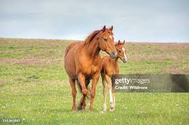 Image result for tbn:tVj6rqcH-AQR9M::www.pregonagropecuario.com.ar/images/caballo_overo.jpg
