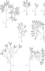 Image result for Eriochrysis