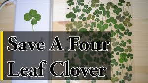 Find over 100+ of the best free four leaf clovers images. How To Save A Four Leaf Clover Youtube