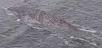 Guaranteed delivery by halloween if you order before october 20th! Loch Ness Monster Nailing The Latest Nessie Photograph