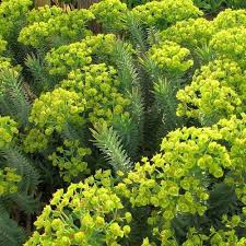 Check spelling or type a new query. Plante Grasse A Fleurs Selection Des Plus Belles Plantes Grasses Fleuries