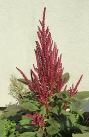 Trauer Fuchsschwanz Garten Wissen