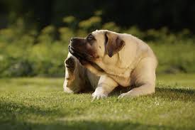 Maybe you would like to learn more about one of these? What Can I Give My Dog For Allergies Types Of Dog Allergies And Treatments