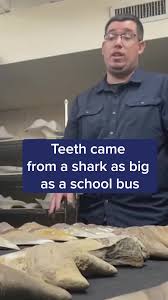 An amazing discovery along the shores of the Chesapeake Bay dating back 10  million years soon will be displayed to the public in Calvert County,  Maryland. Calvert Marine Museum Paleontology Collection ...