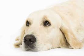 Chiens Et Chats Attention Aux Aliments Toxiques Dossiers Chien Santevet