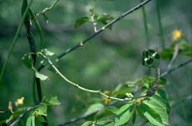 Image result for Ceropegia nilotica