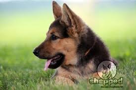 the complete german shepherd guide from pup to pal shepped com