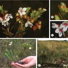 Image result for Sauvagesia